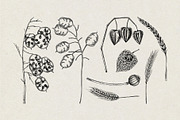 Autumn Leaves and Flowers Vector Set, an Object Graphic by Yevheniia (Thumbnail 6 of 11)