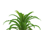 Pogostemon helferi, a Plants & Tree 3D Model by AndrewWhite (Thumbnail 7 of 9)