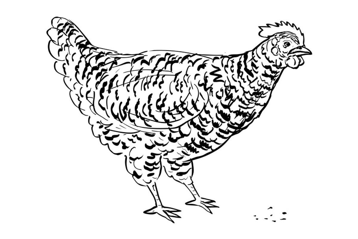 Plymouth Rock Chicken Drawing Side, an Illustration by patrimonio