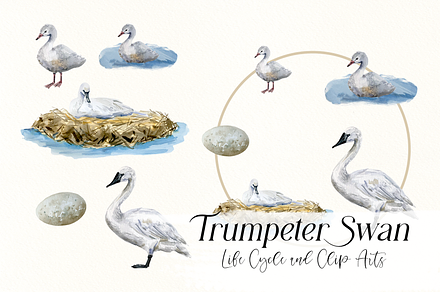 Trumpeter Swan Life Cycle Set, an Education Illustration by Tati Bordiu
