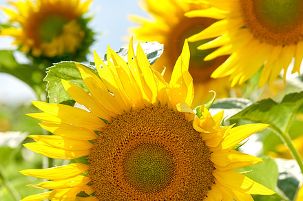 Sunflower, a Photo by Peopleimages.com