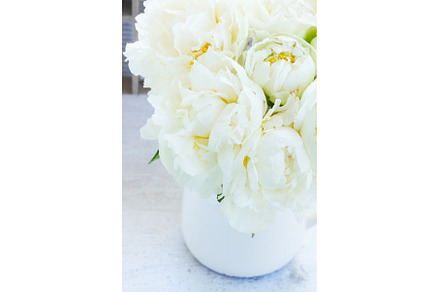 White peony flowers, a Nature Photo by Neirfy