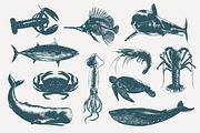 Ocean life hand drawn sketches, an Animal Illustration by Akimo Mia (Thumbnail 3 of 7)