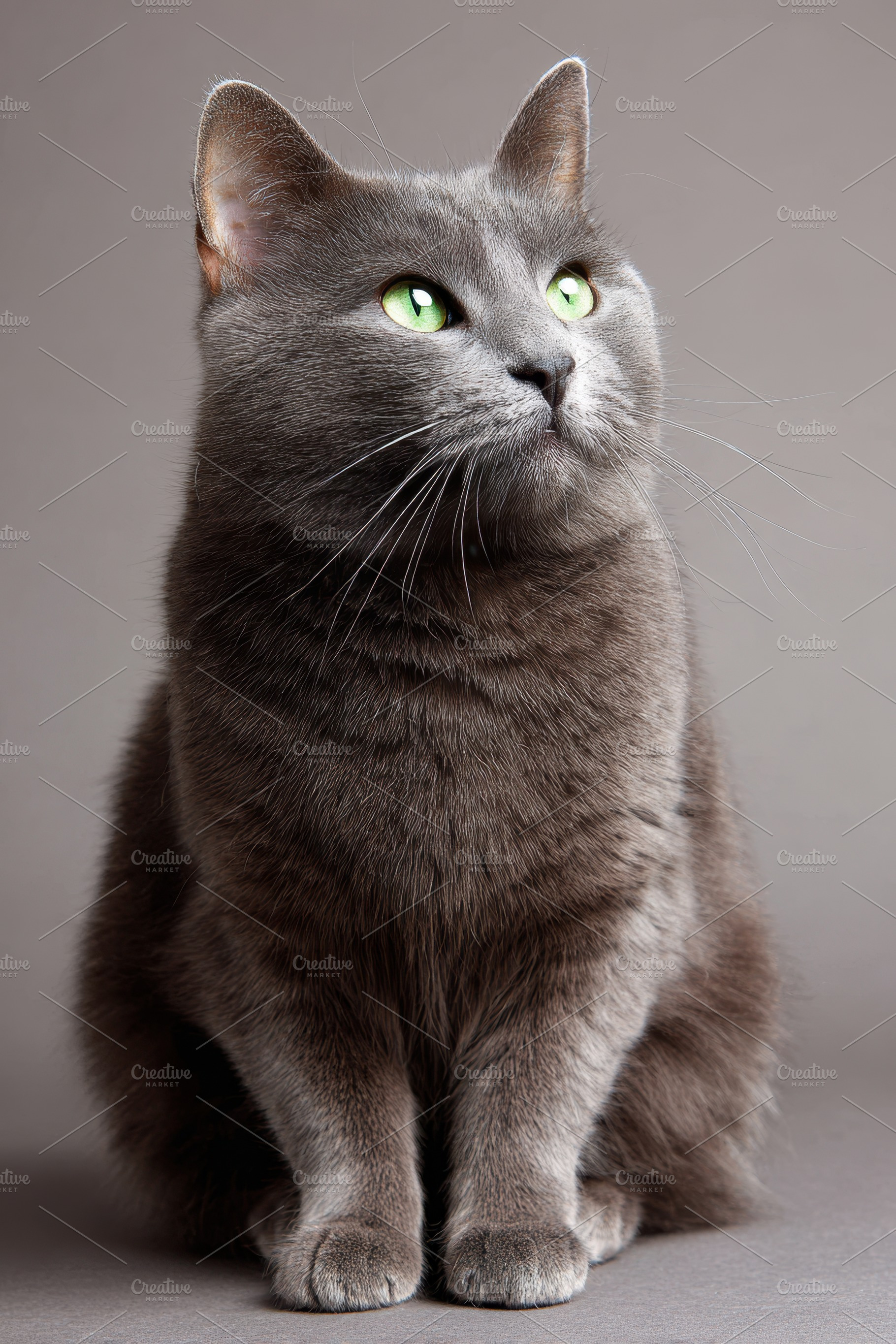 Close-up portrait of a gray cat with green eyes, an Animal Photo by AlyaAnd