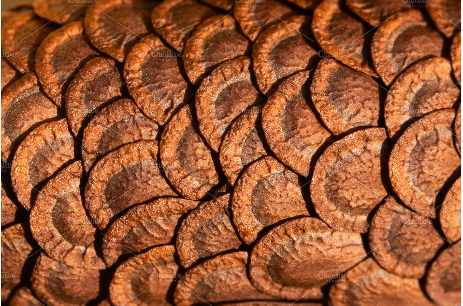 Macro texture of brown pine cone, a Background Photo by Pakosta