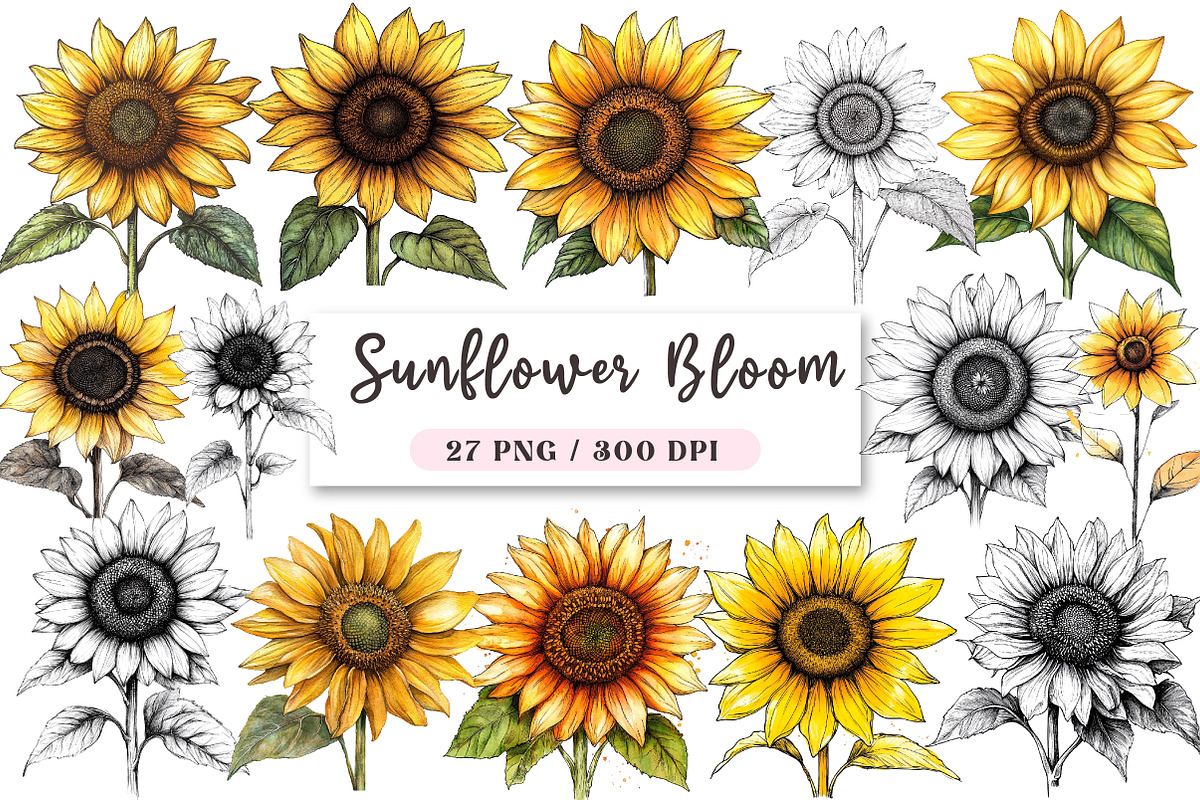 Watercolor Sunflower Bloom Clipart, a Seasonal Illustration by DreamArtGraphic (Photo 1 of 4)