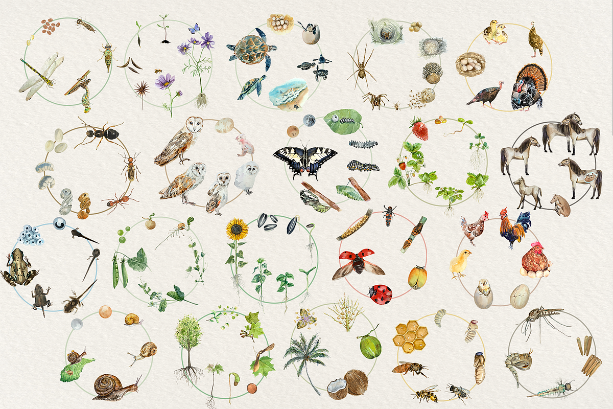Big Life Cycle Bundle, an Education Illustration by Tati Bordiu (Photo 2 of 43)