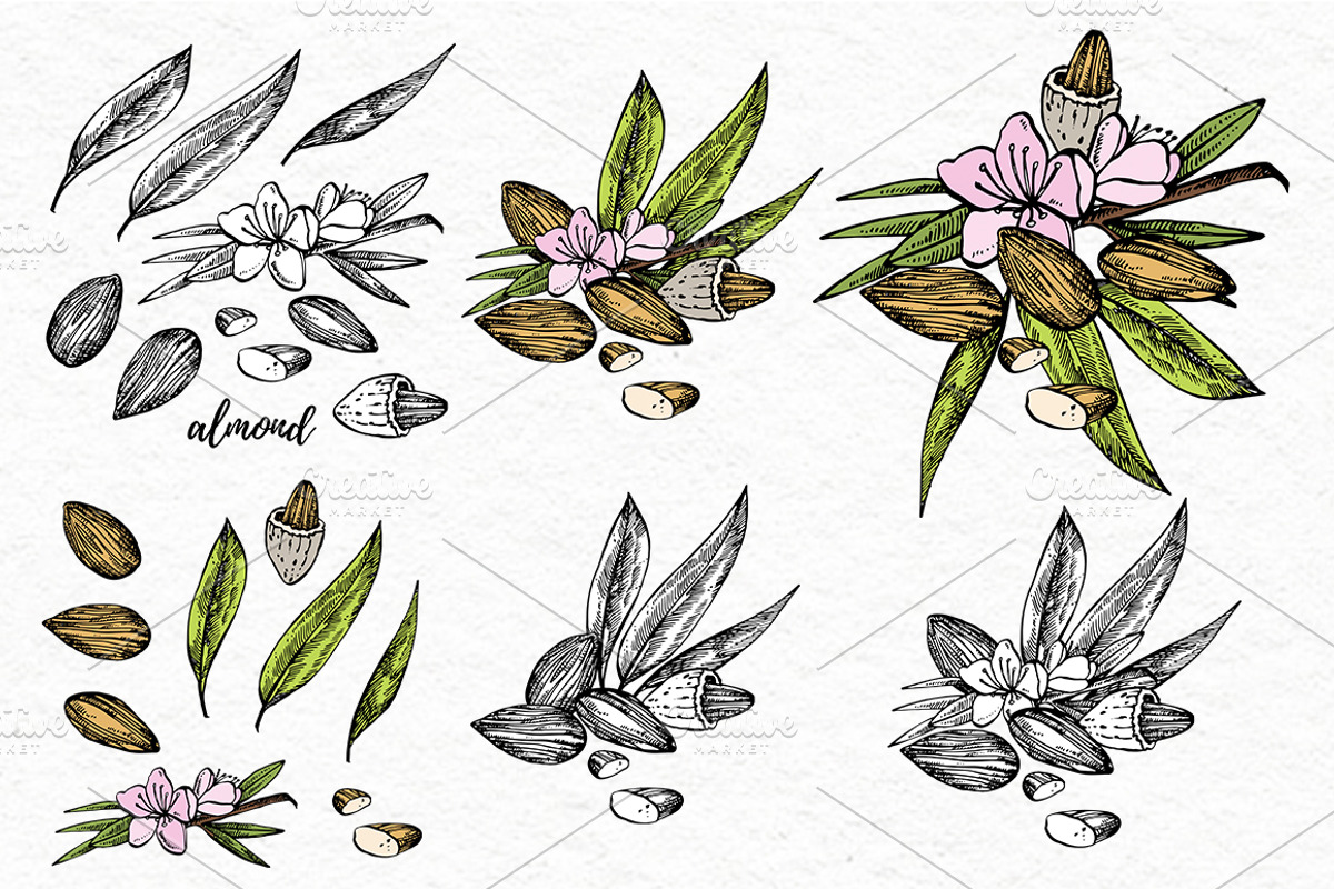 Nuts and snacks, a Food Illustration by Ann Astro (Photo 15 of 24)