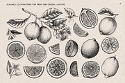 Citrus Fruit Vector Illustration Set, a Food Illustration by Yevheniia (Thumbnail 4 of 11)