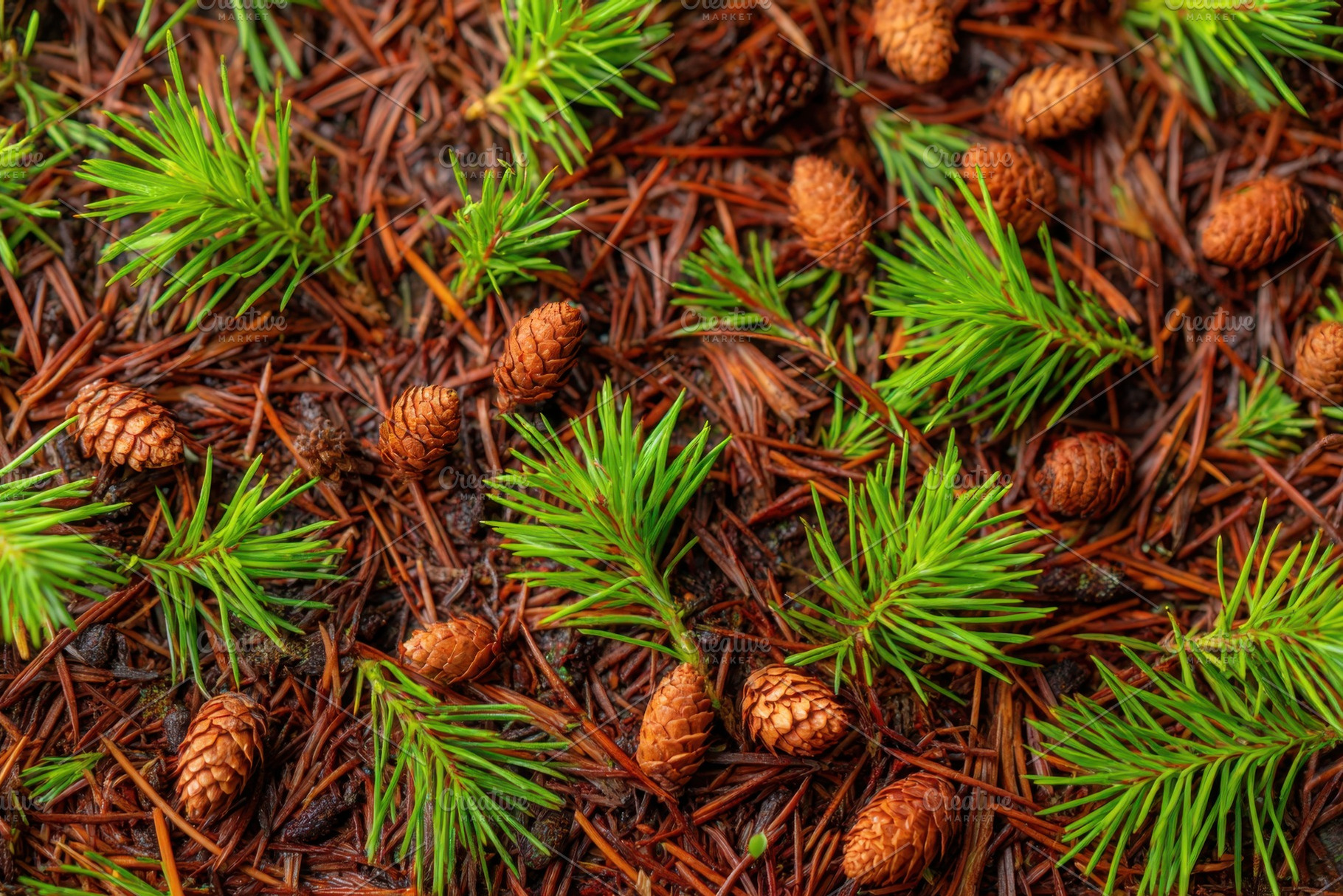 Pine needles and cones on forest floor, a Nature Photo by AlyaAnd