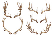 Deer antlers collection., an Animal Illustration by ArtOwl (Thumbnail 4 of 8)