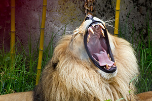 Lion stock photo containing animal and picture