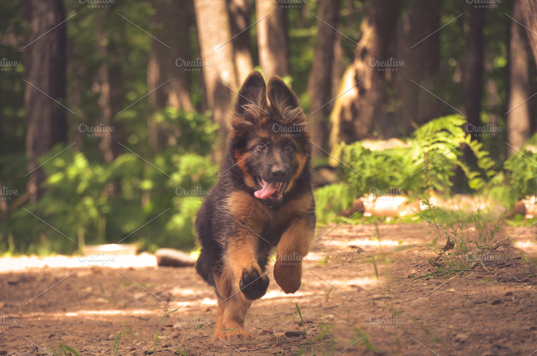 Long Coated German Shepherd Puppy, an Animal Photo by Vanilla Extinction