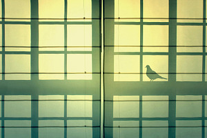 Shadow of a bird