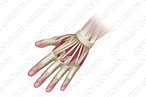 Hand Muscles Anatomy Medical, an Object Illustration by Christos Georghiou