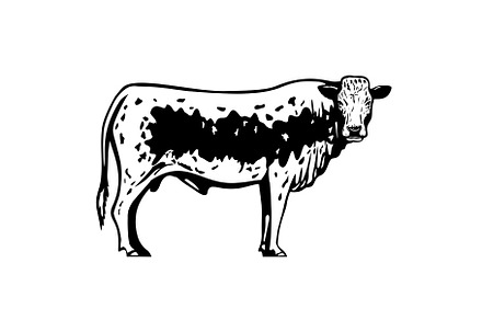 Pustertaler Sprinzen Bull Retro