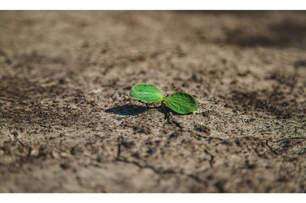 A sprout grows in dry soil, a Nature Photo by yanadjana