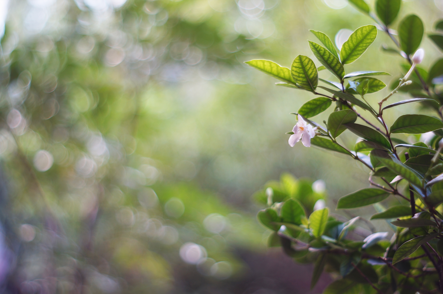 Flowers on bokeh blur background featuring flower, bokeh, and meadow