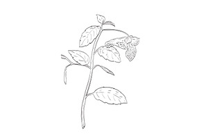 Jewelweed Wild Edible Plant Drawing