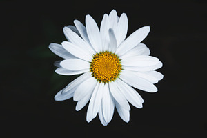 Daisy stock photo containing daisy flower and wild flower