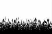 Wheat Field Border Bundle, an Illustration by Designs_River (Thumbnail 9 of 9)