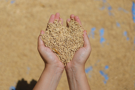 Heart-Shaped Handful of Paddy Rice
