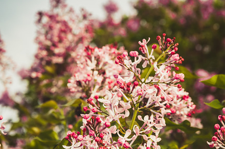 Lilac brunches blossoming in the par, a Nature Photo by Kate Molchanova