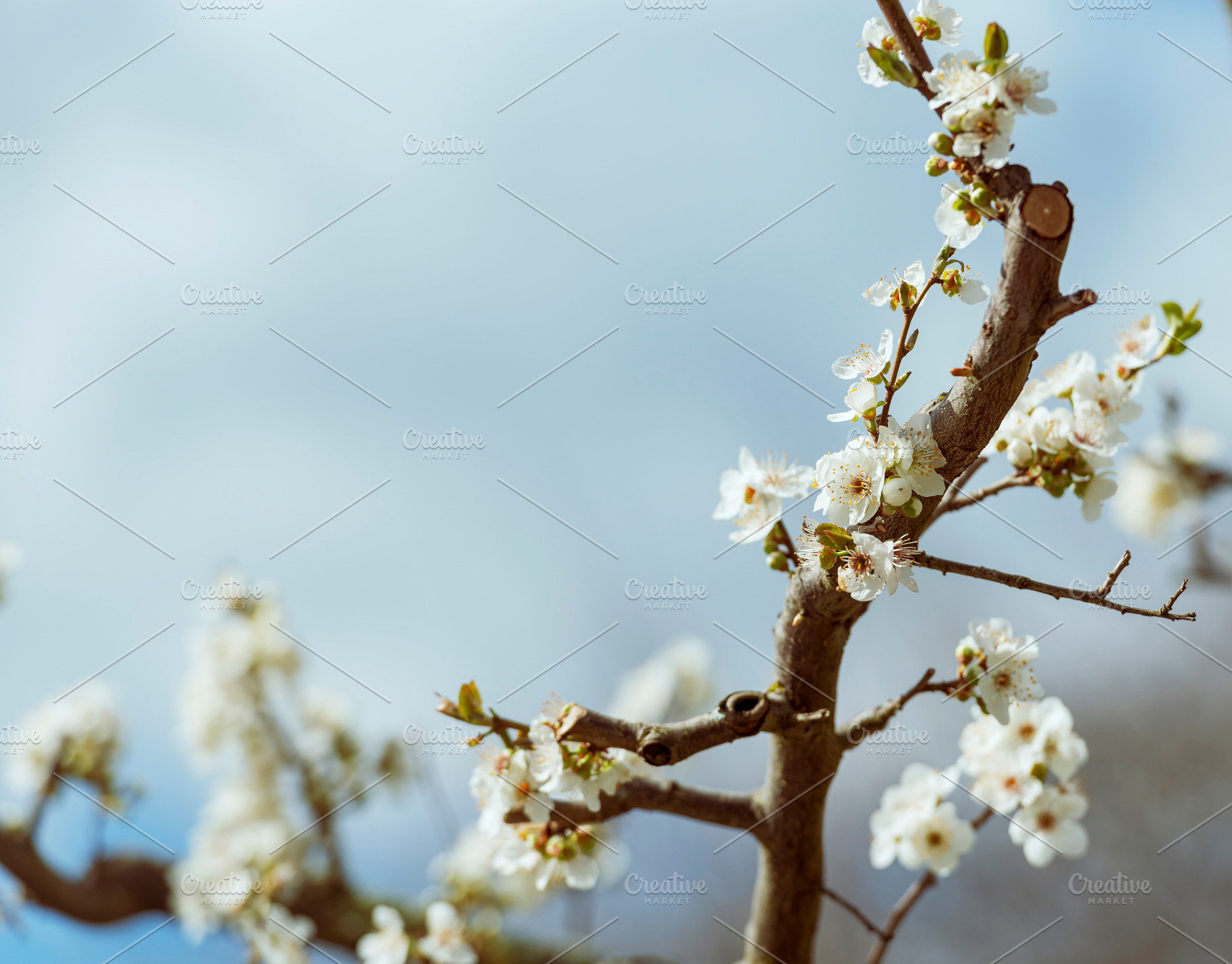Blossom Tree Branch, a Nature Photo by THP Creative