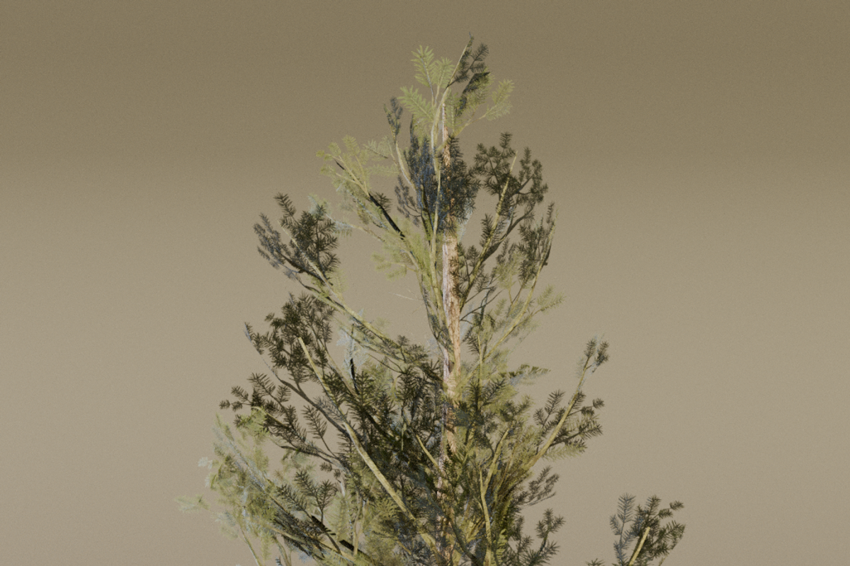 The Lodgepole Pine Tree, a Plants & Tree 3D Model by FuturePastCreatives (Photo 5 of 6)