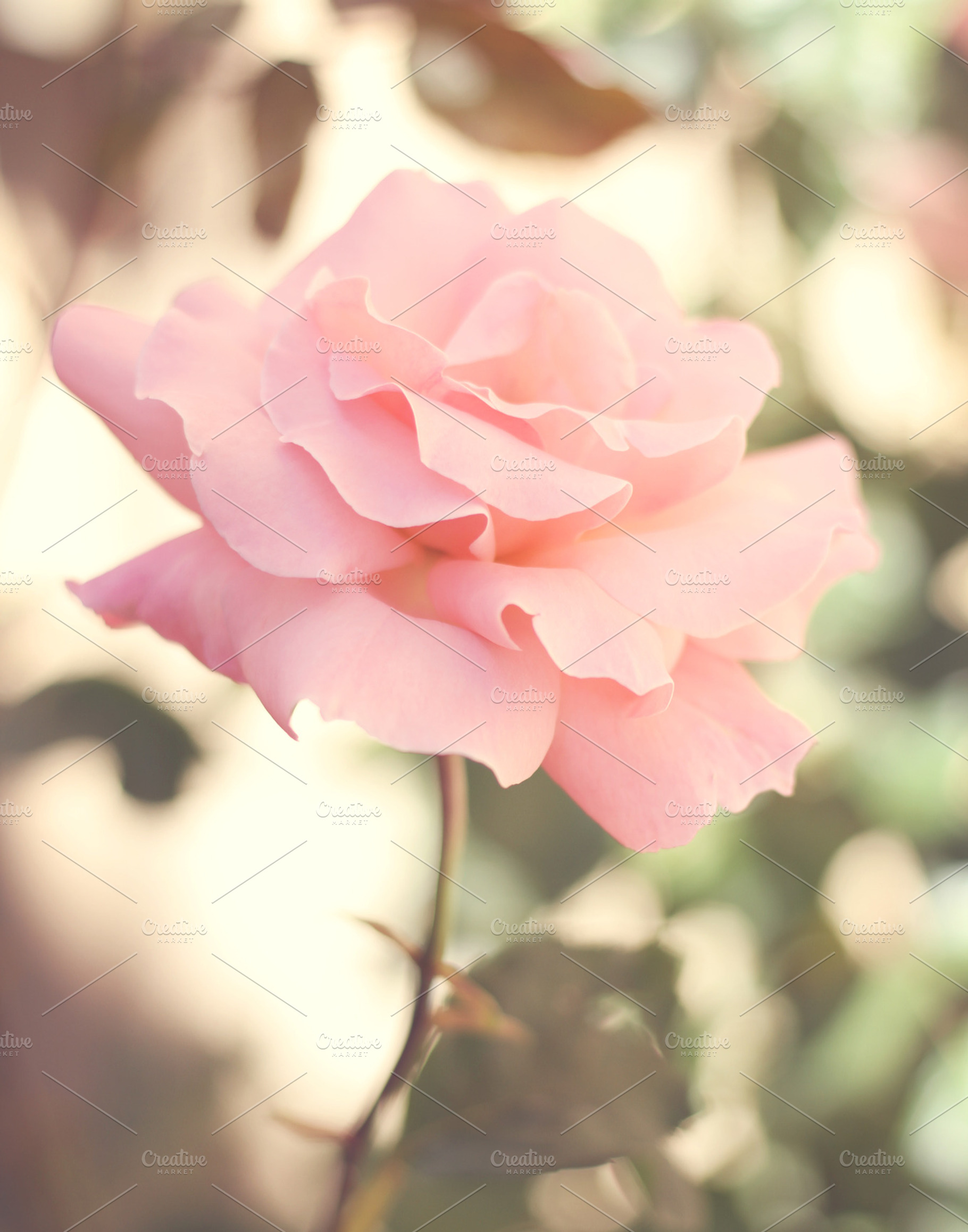 Perfectly Pink Rose in Garden, a Photo by Lavender Skye Studio