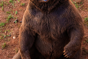Brown bear sitting looking up in nat, an Animal Photo by Perpis