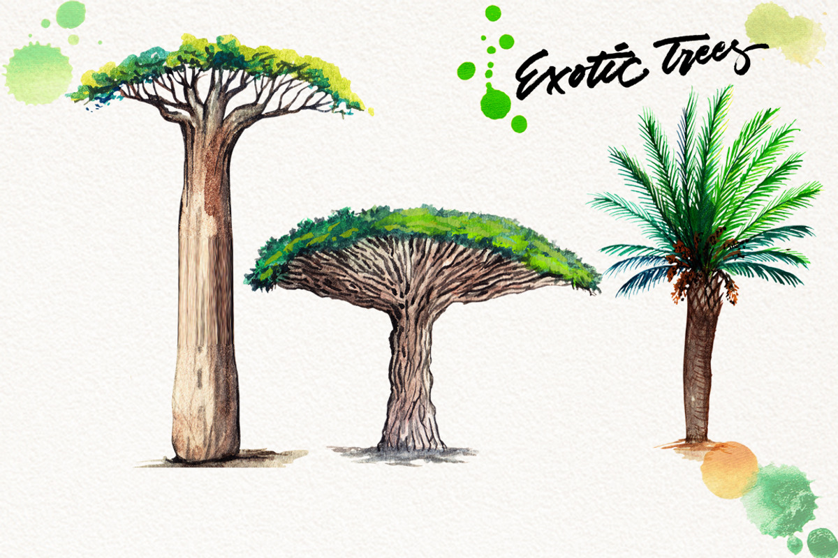 Watercolor Exotic Trees, an Illustration by Graphobia (Photo 6 of 11)