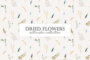 Dried Flowers. Watercolor Collection