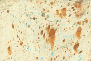 Watercolor bark paper, a Texture Graphic by le-genda (Thumbnail 8 of 15)