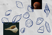 Seashells Hand drawn vector elements, a Seasonal Illustration by Lena Nikolaeva (Thumbnail 11 of 14)