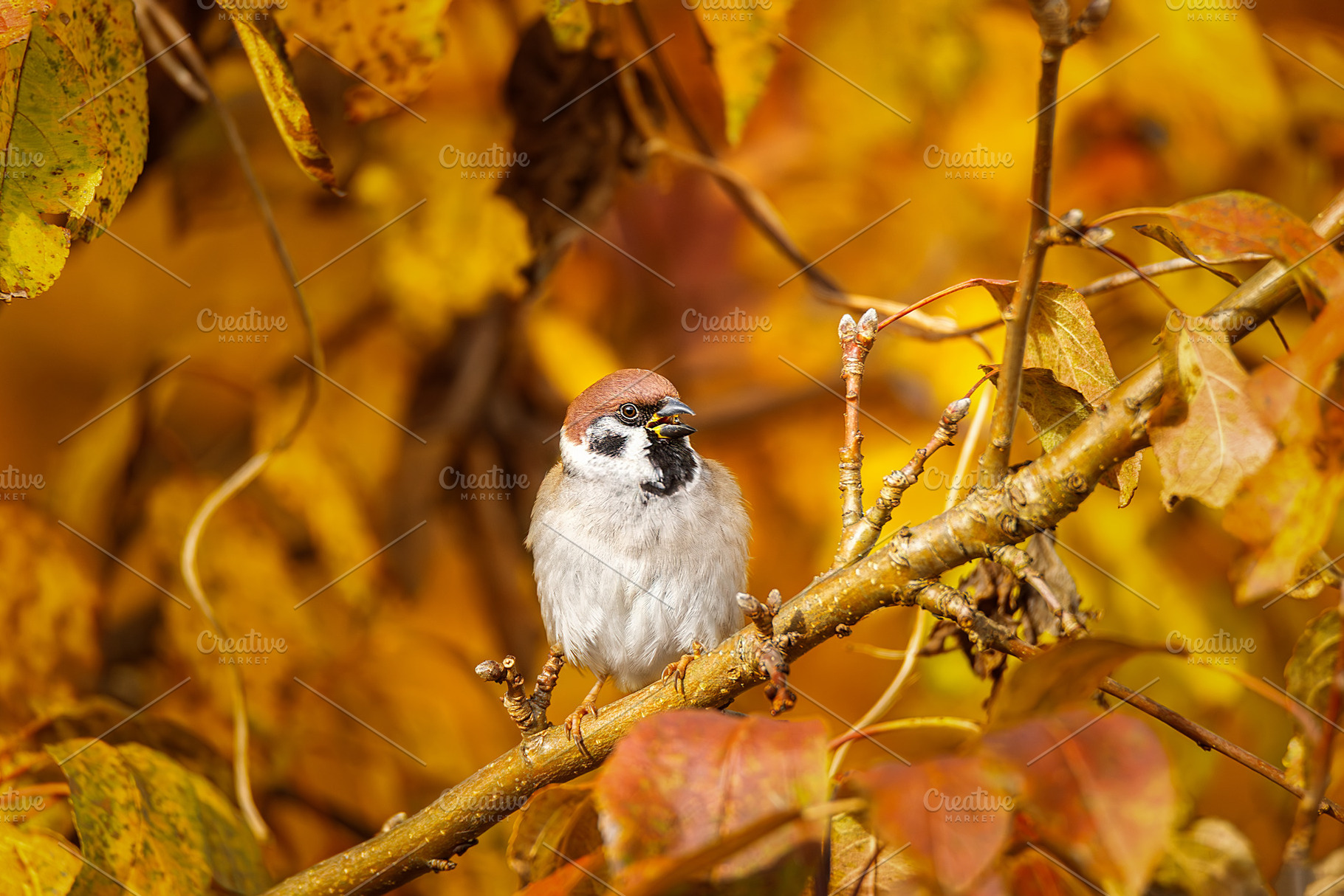 closeup of a House sparrow standing, an Animal Photo by AlexBush