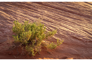 Detail of bush around Rainbow Vista, an Animal Photo by Backyard Stock