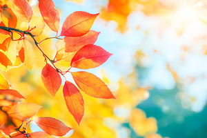 Autumn falling leaves background, a Nature Photo by MarBom