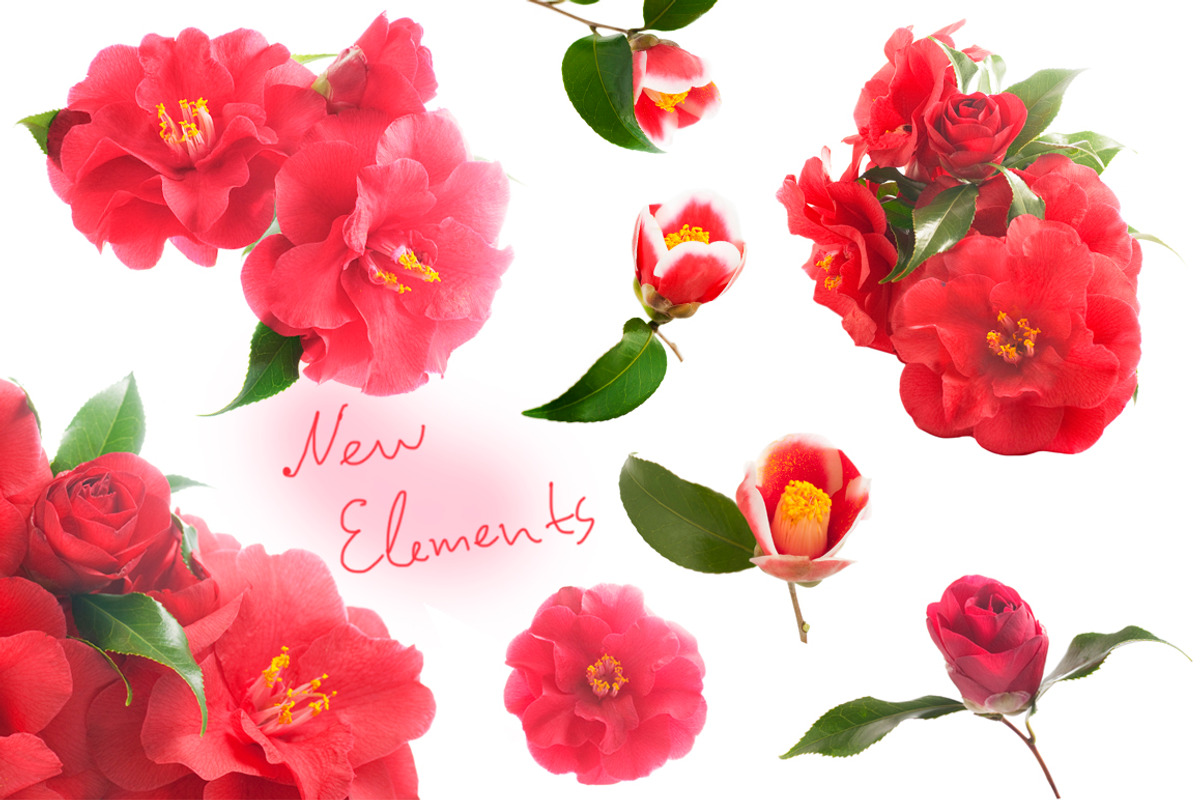 Camellia. Photography set, an Object Graphic by Pullia (Photo 9 of 10)
