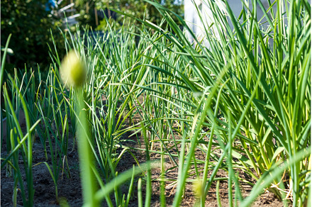 Growing green garlic out of the, a Nature Photo by darksoul72