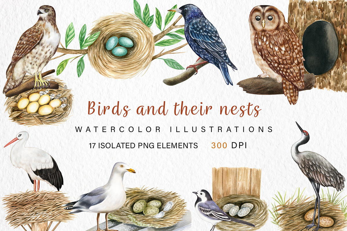 Watercolor Birds and their Nests PNG, an Illustration by svetodesign (Photo 1 of 4)