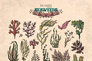 Seaweeds, an Object Illustration by Ink Stories (Thumbnail 2 of 24)