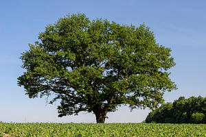 an oak tree in a green cornfield with young sweet corn plants, one oak in an ag, a Photo by rsoollAI
