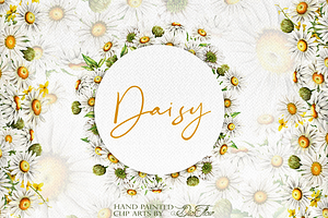 Daisy Watercolor Illustration