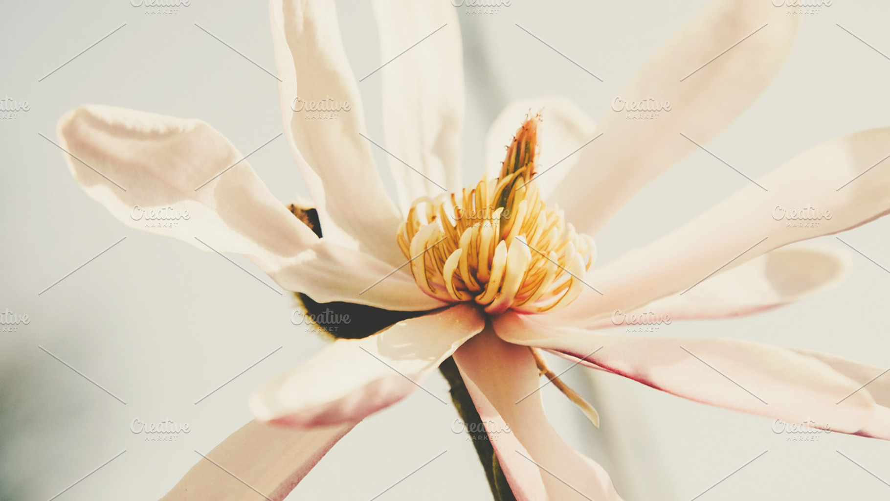 Floral hero magnolia containing floral, flowers, and nature, a Nature Photo by ISEEYOUPATTERN