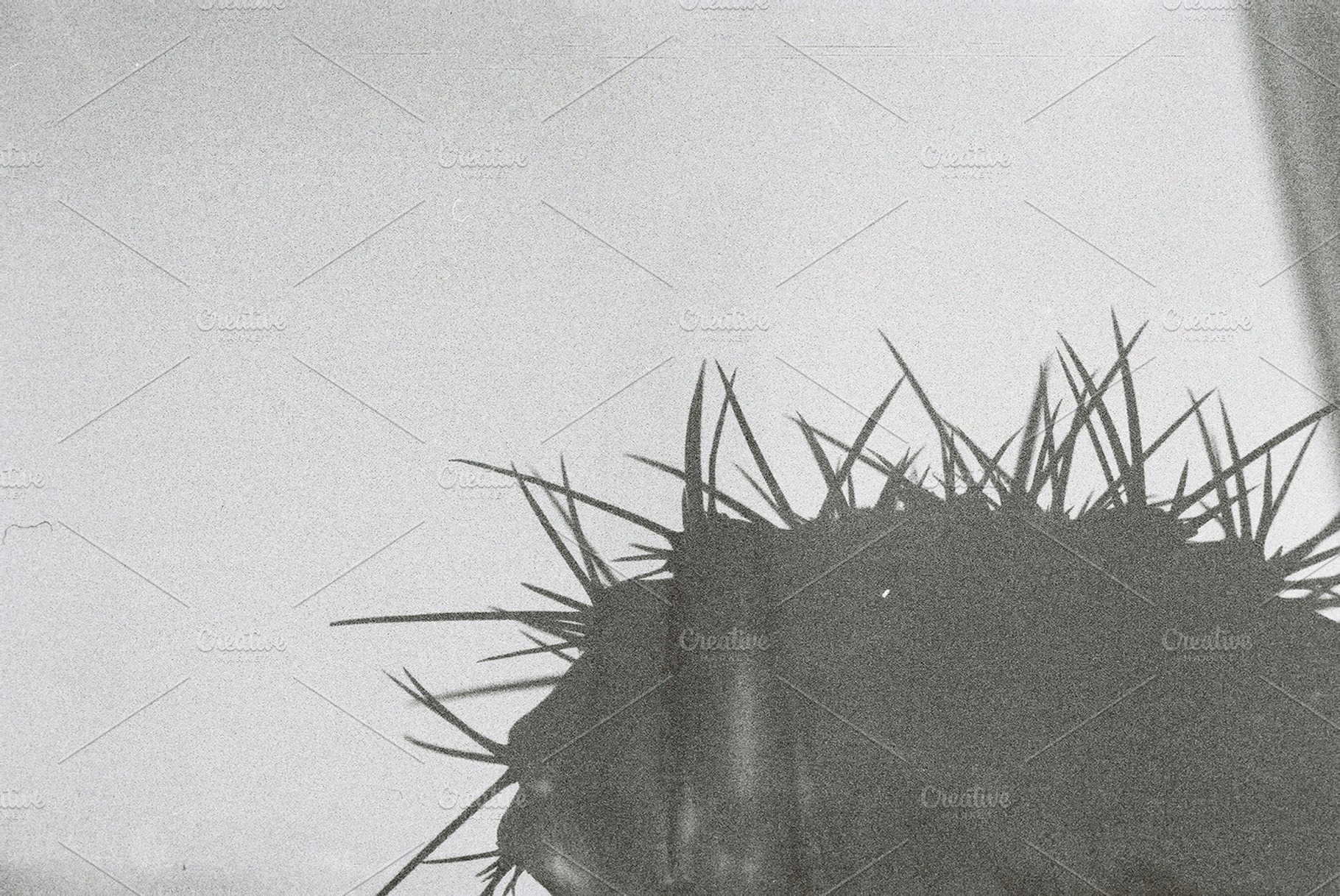 Spiny Cactus Silhouette
