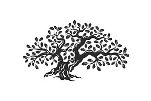 Isolated vector oak tree illustratio