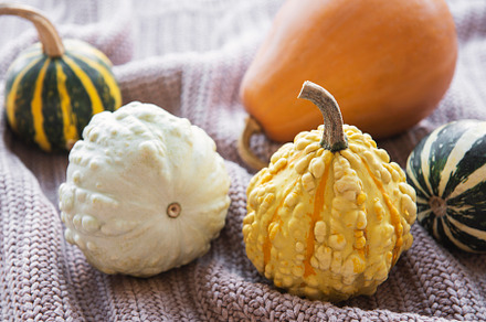 A rustic autumn still life with pumpkins, a Food & Drink Photo by Olena Rudo