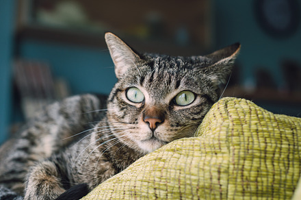 Cat rest in the top of a couch stock photo containing cat and pet, an Animal Photo by Photoweb00