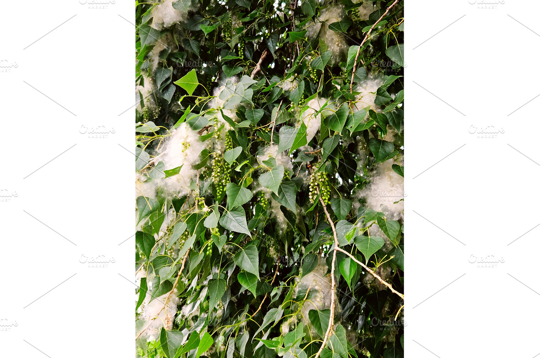 Blossoming of poplar tree, white, a Nature Photo by Nature and travel